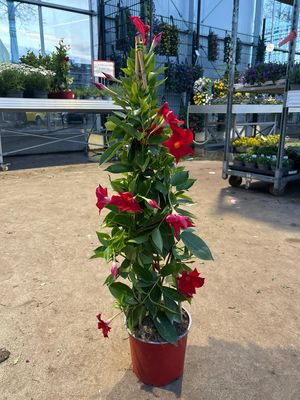 Mandeville (Sundaville) Rood OP=OP