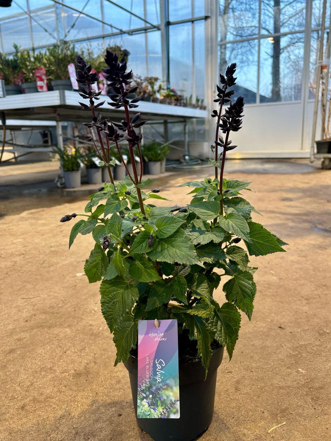 Salvia Salgoon Lake Blueberry (Salie) OP=OP