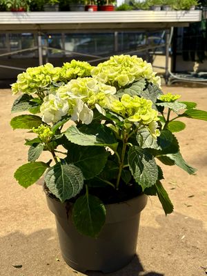 Hydrangea Wit (Hortensia) OP=OP