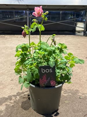 Aquilegia (Akelei roze ) OP=OP