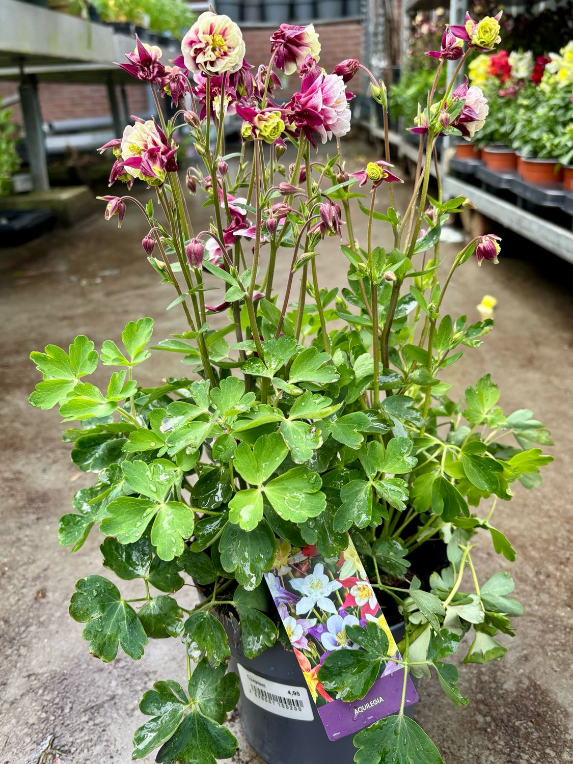 Aquilegia (Akelei roze-paars ) OP=OP