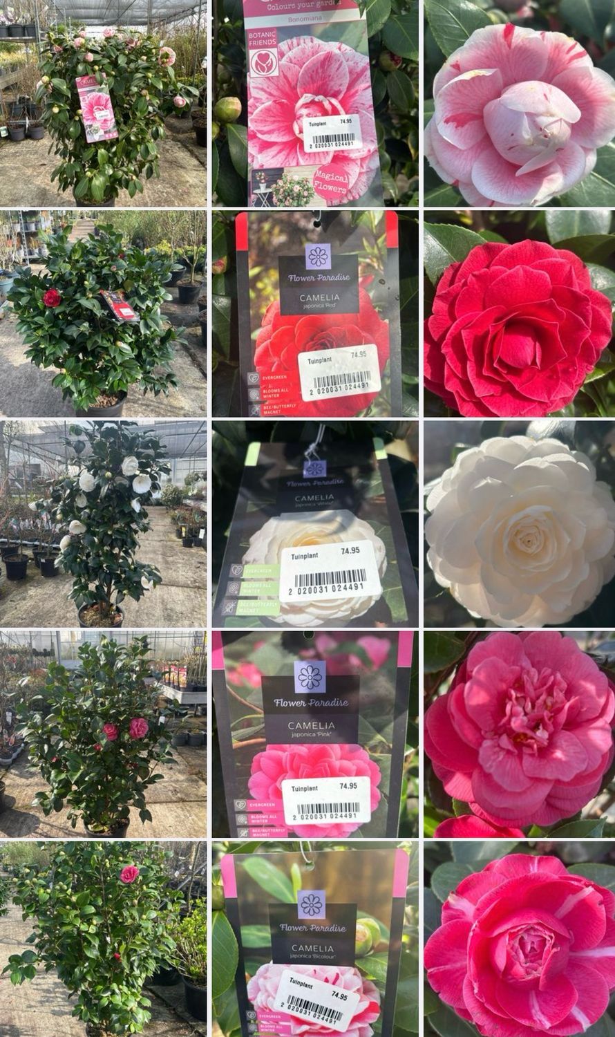 Camellia japonica / Camellia 5 soorten OP=OP