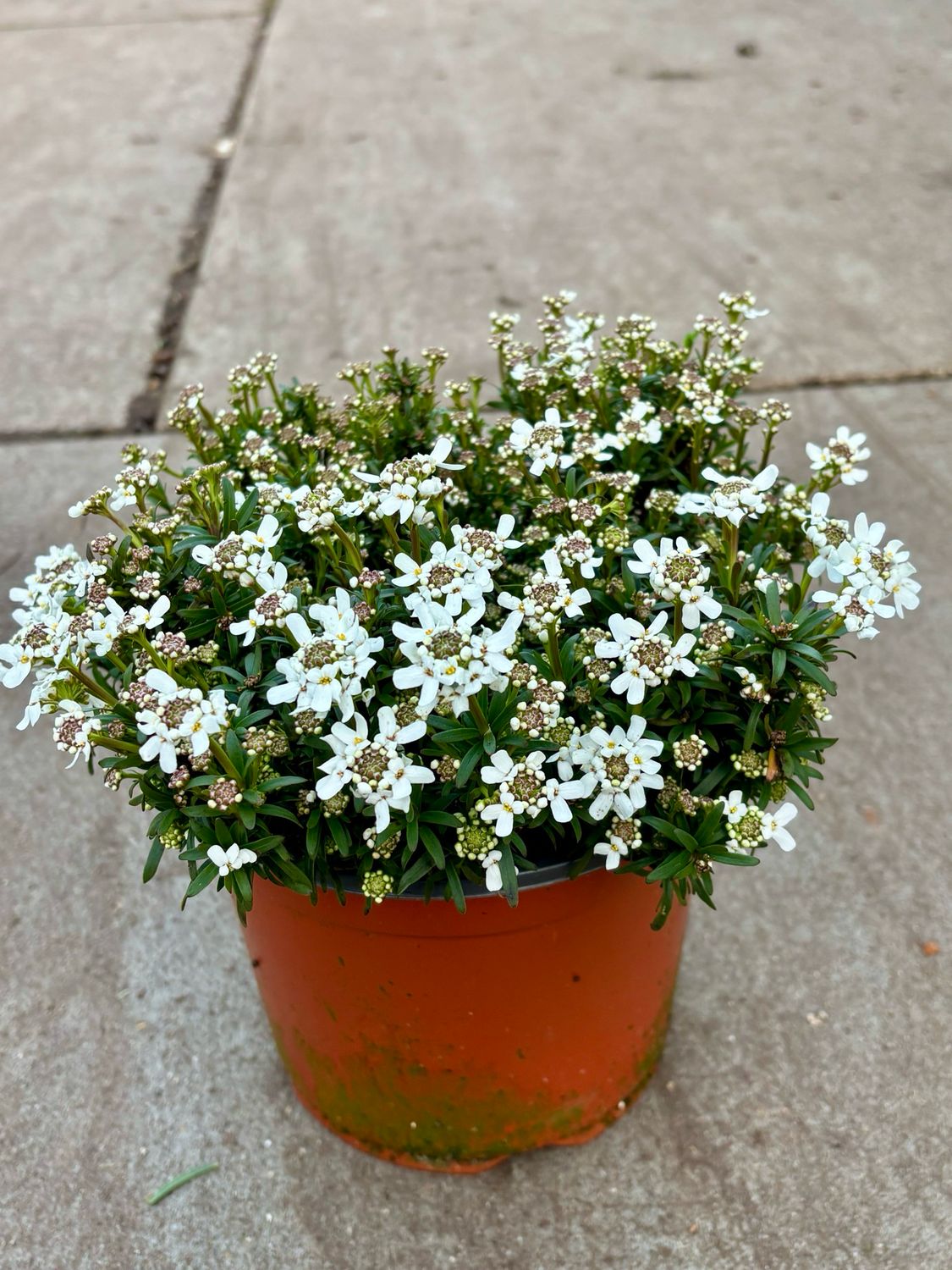 Iberis wit (Scheefbloem) OP=OP