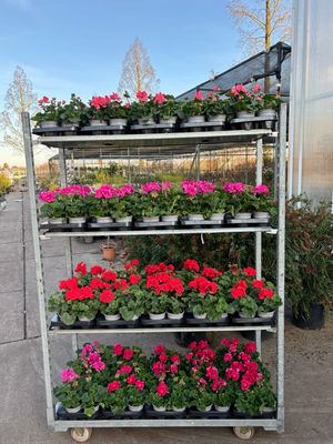 Geranium  (perkplant) OP=OP