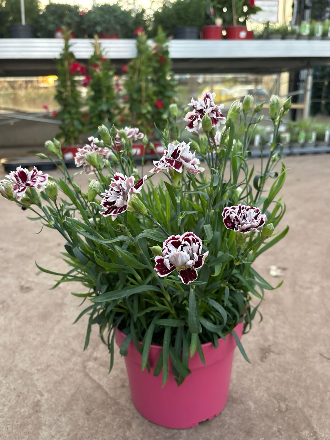 Dianthus (Anjer) OP=OP