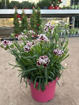 Dianthus (Anjer) OP=OP Dianthus (Anjer) OP=OP