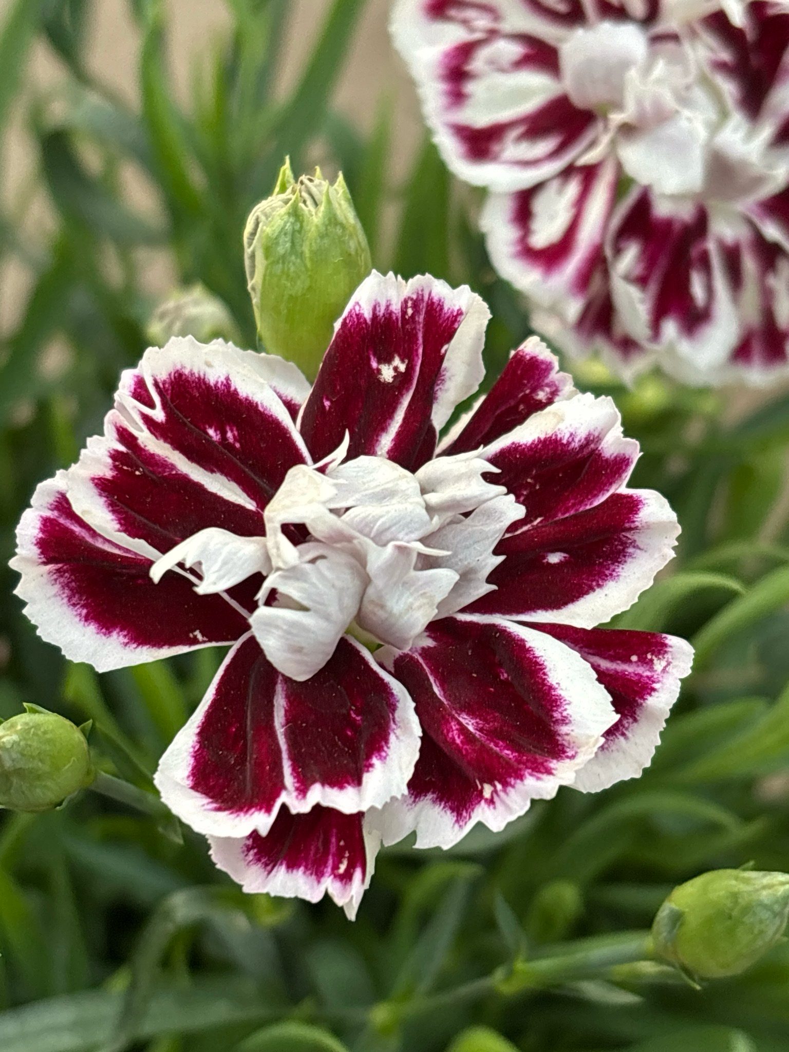 Dianthus (Anjer) OP=OP