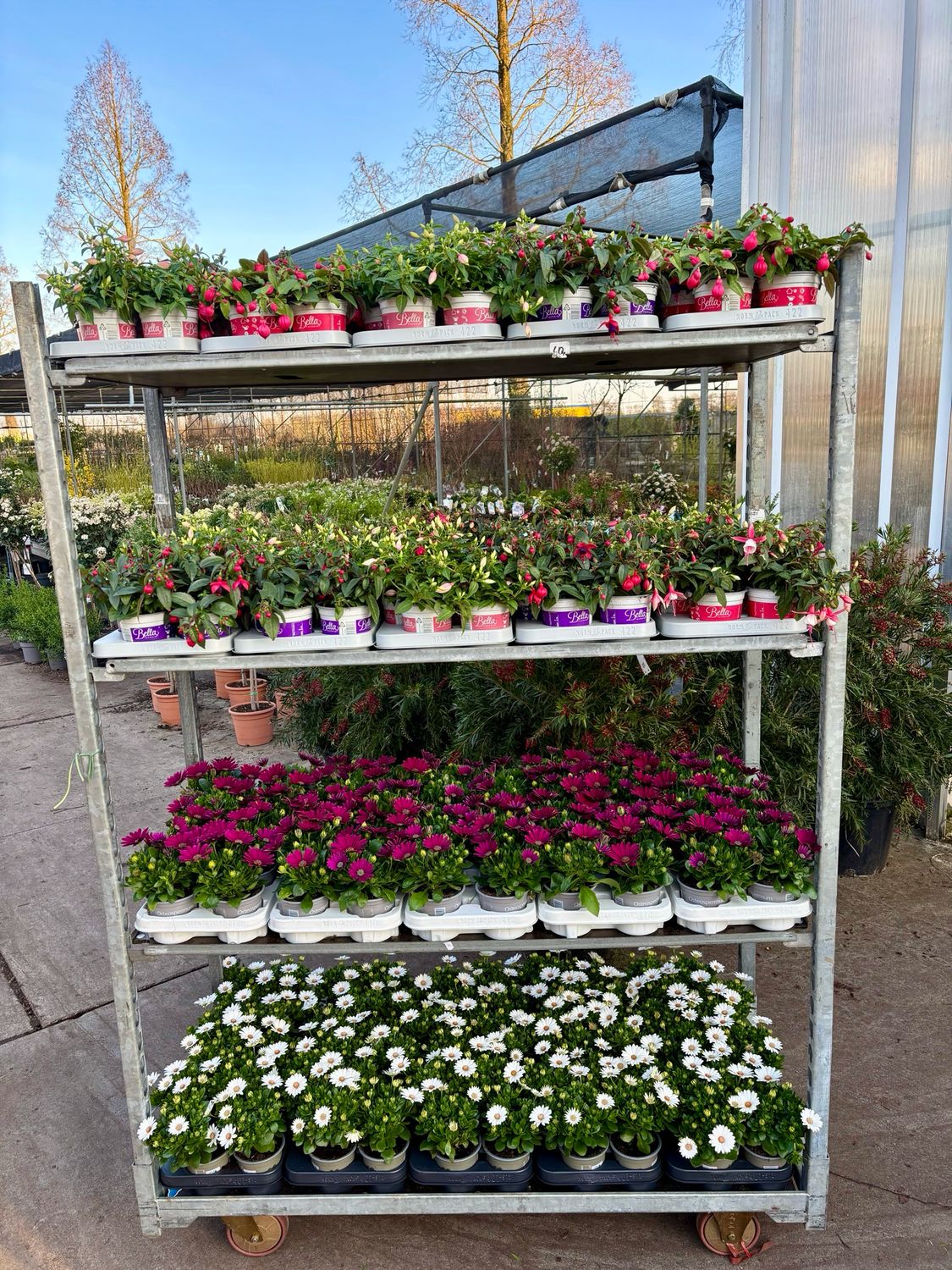 Spaanse Margriet (perkplant) OP=OP