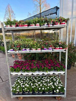 Spaanse Margriet (perkplant) OP=OP