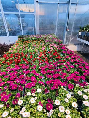 Spaanse Margriet (perkplant) OP=OP