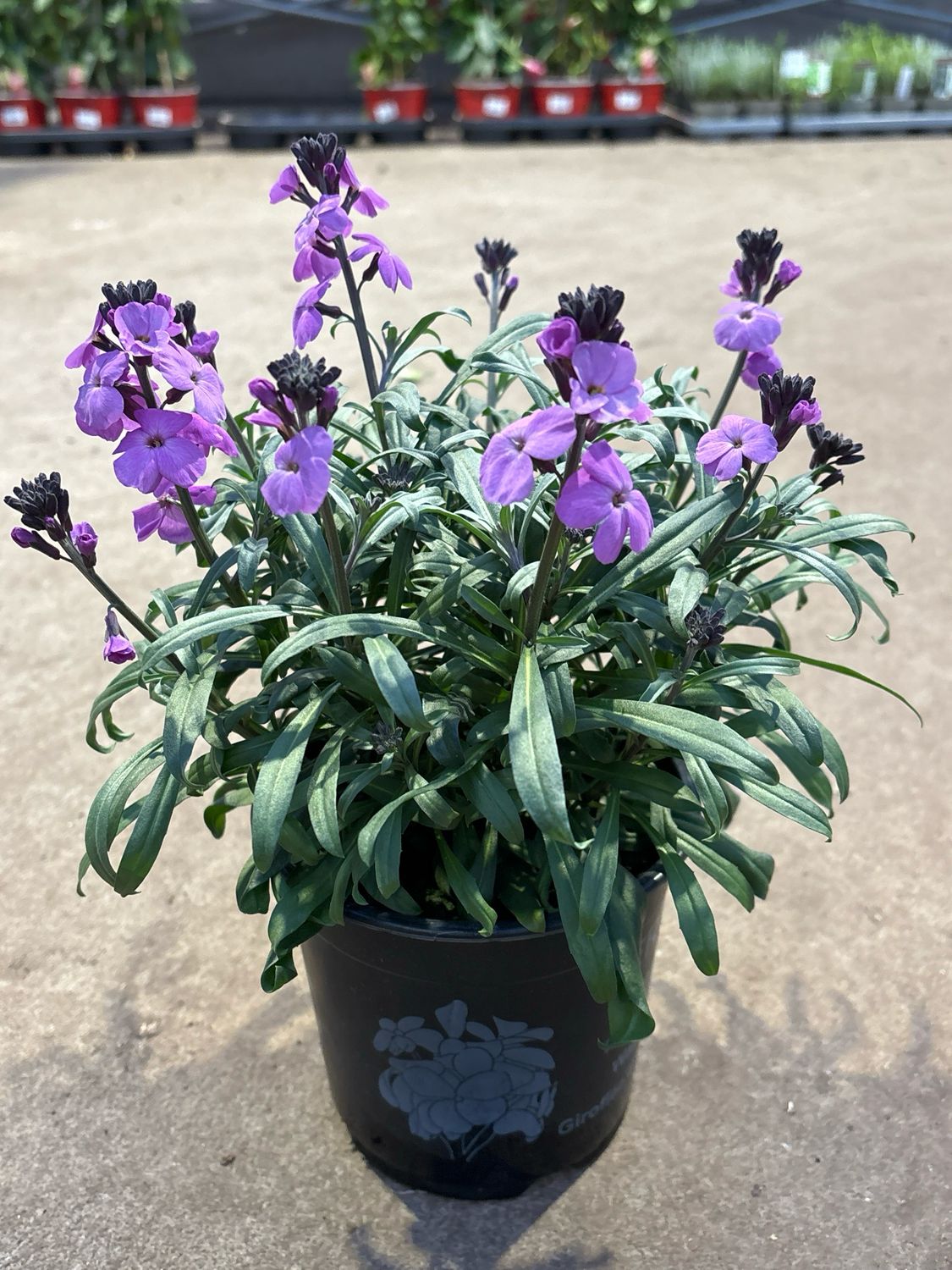 Erysimum (Steenraket)3 voor €10 OP=OP Erysimum (Steenraket)3 voor €10 OP=OP
