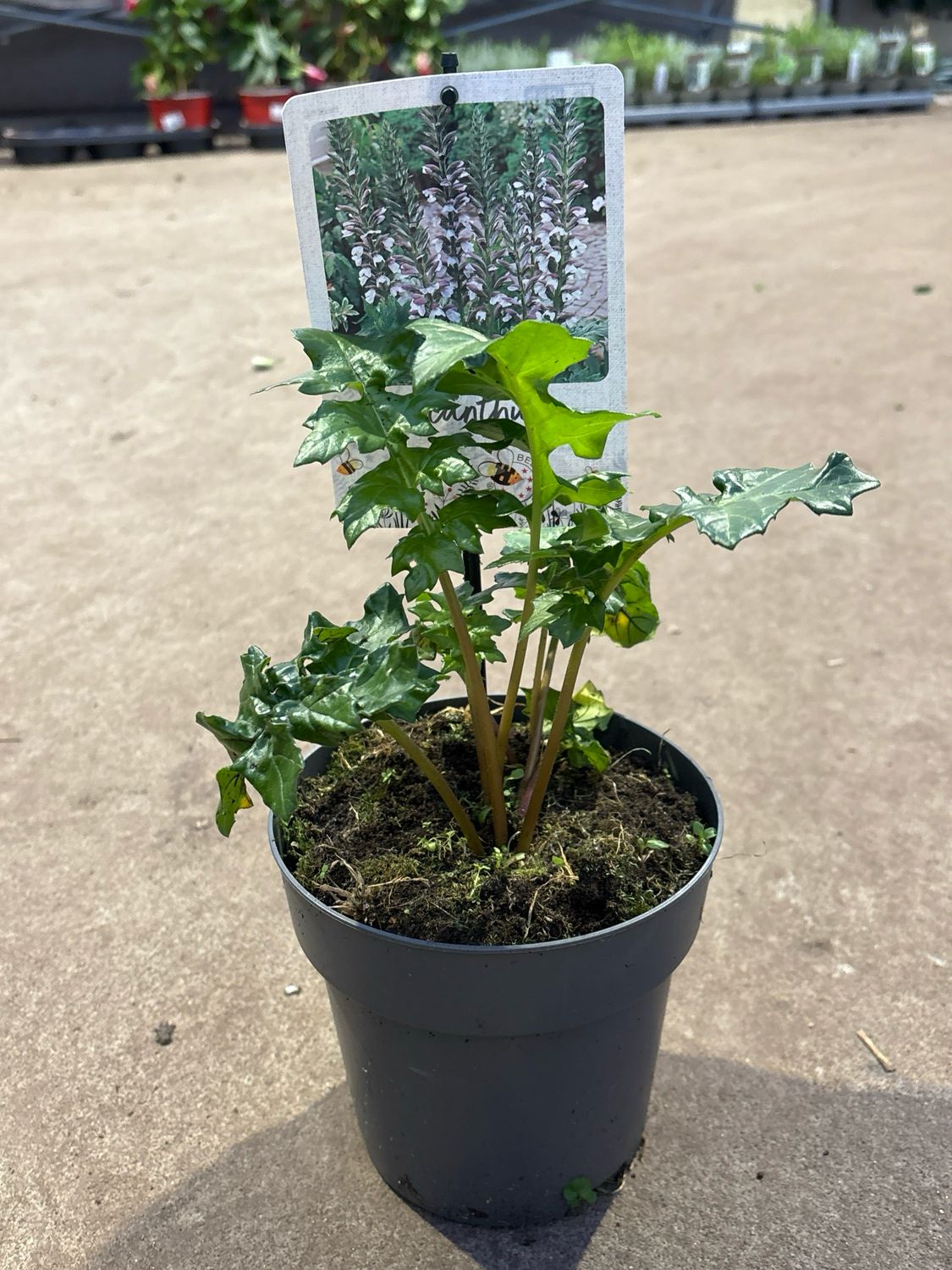 Acanthus mollis   (Zachte acanthus) OP=OP