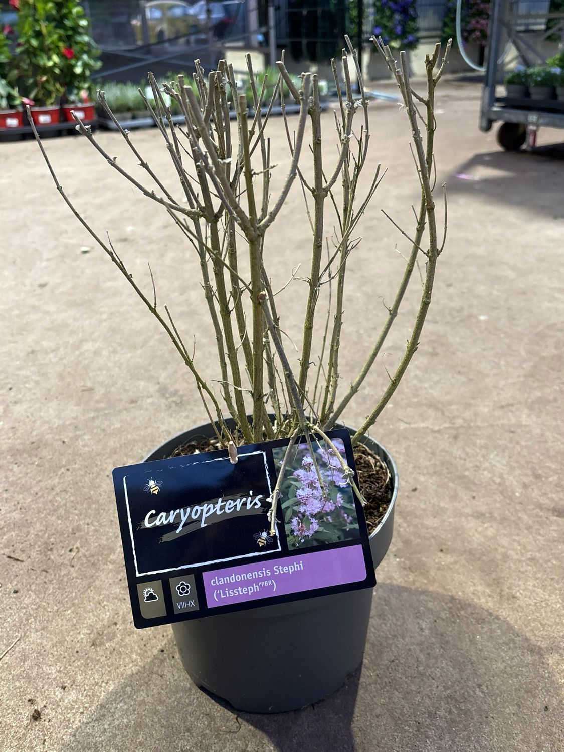 Caryopteris clandonensis ‘Lissteph’ (STEPHI) Blauwbaard OP=OP