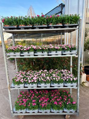 Dianthus (Anjer) OP=OP