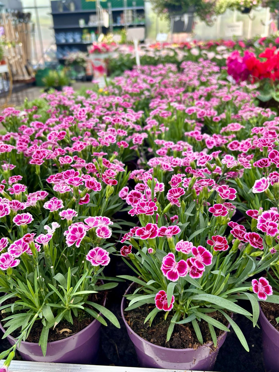 Dianthus (Anjer) OP=OP