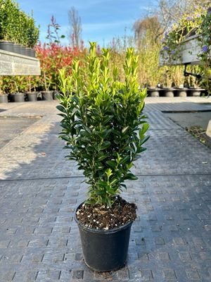 Euonymus japonicus ‘Green Spire’ (Kardinaalsmuts) OP=OP