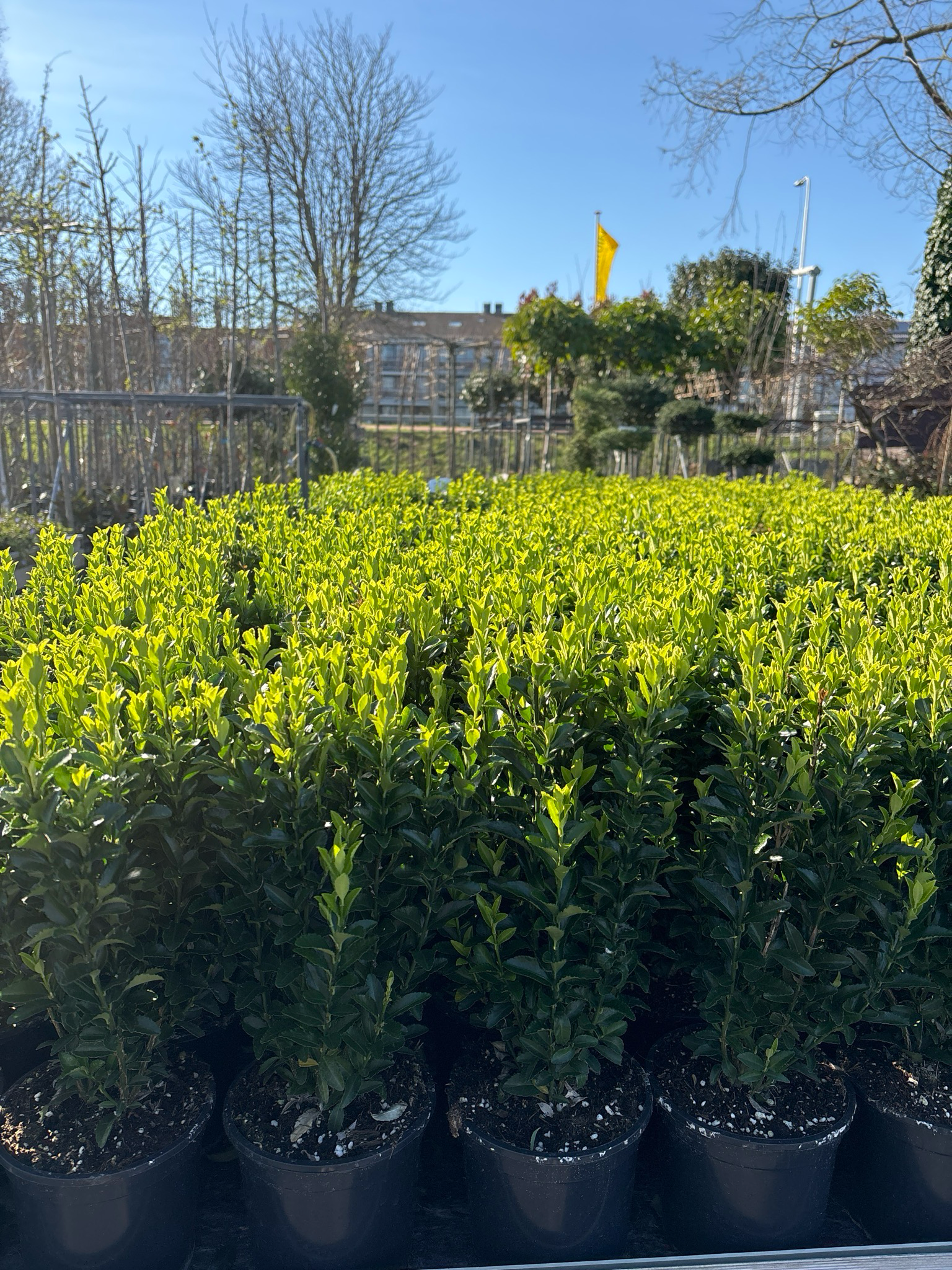 Euonymus japonicus ‘Green Spire’ (Kardinaalsmuts) OP=OP