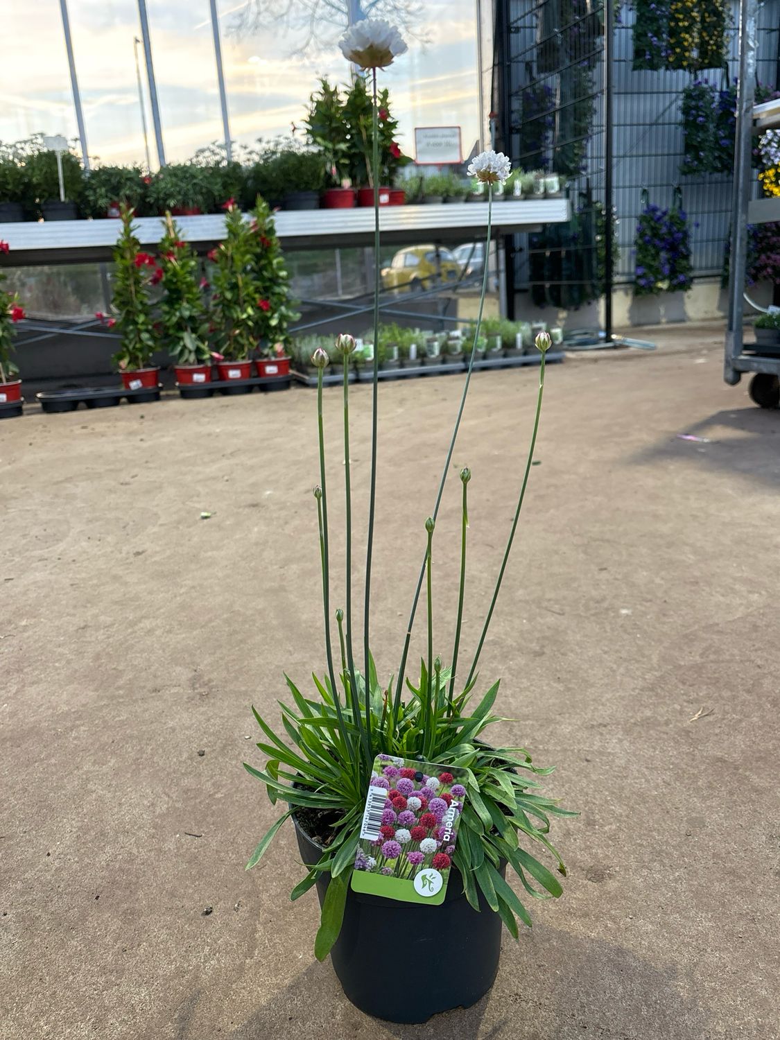 Armeria (Engels gras wit ) OP=OP