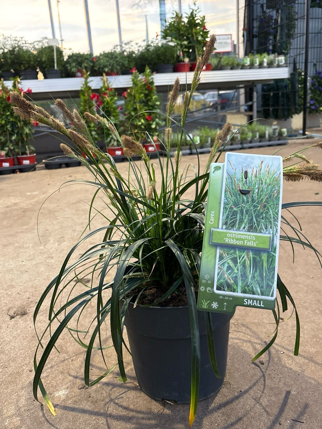 Carex oshimensis 'Ribbon Falls’ (Zegge) OP=OP