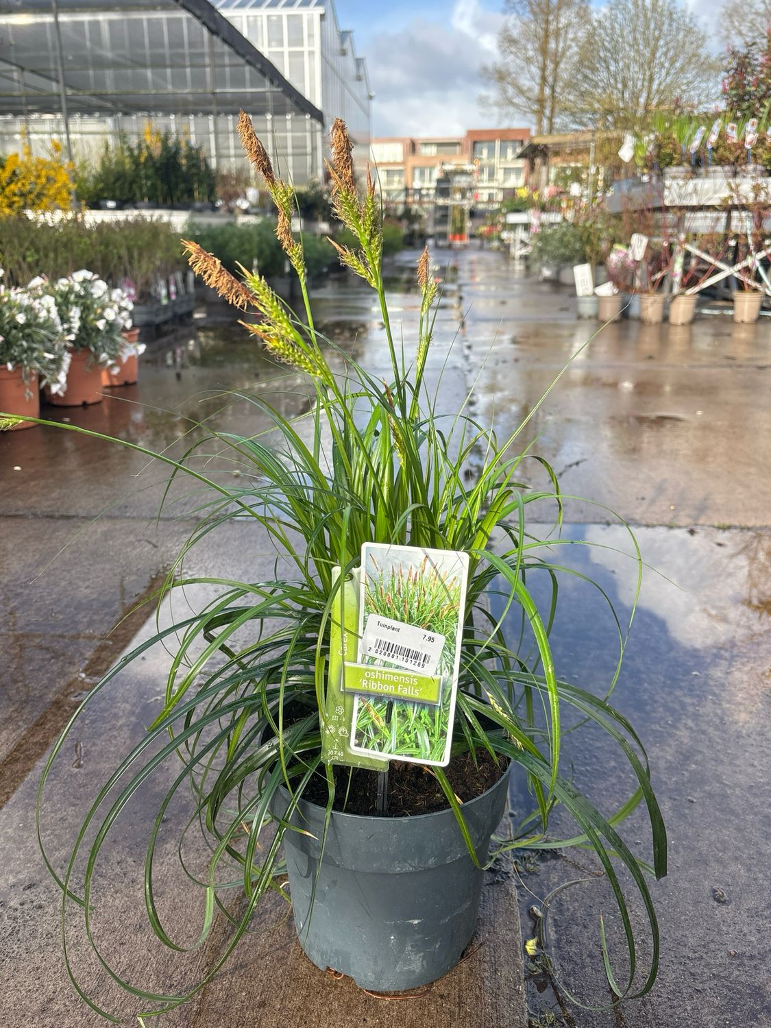 Carex oshimensis 'Ribbon Falls’ (Zegge) OP=OP