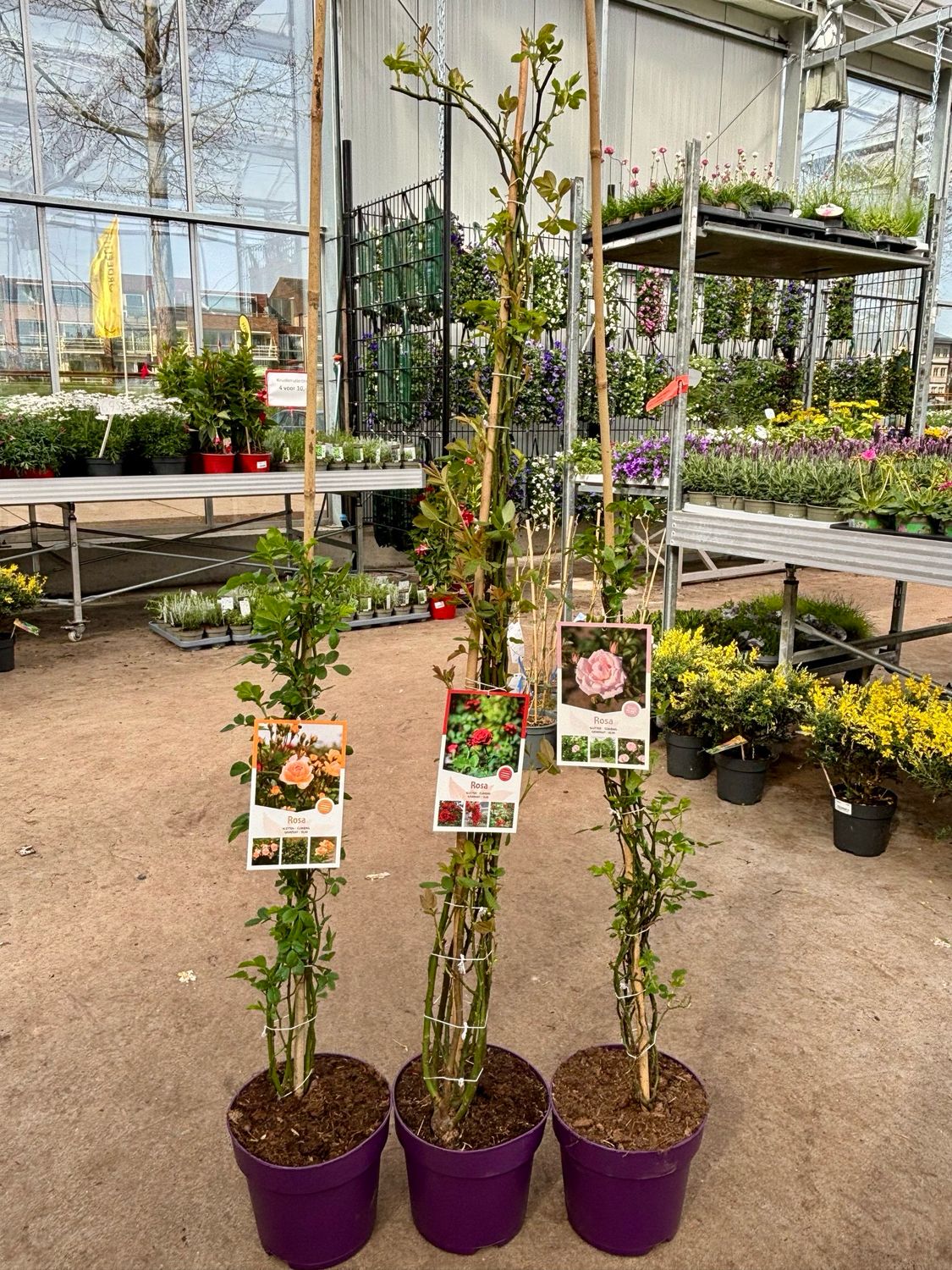 Klimrozen (Klimroos) 3 OP=OP