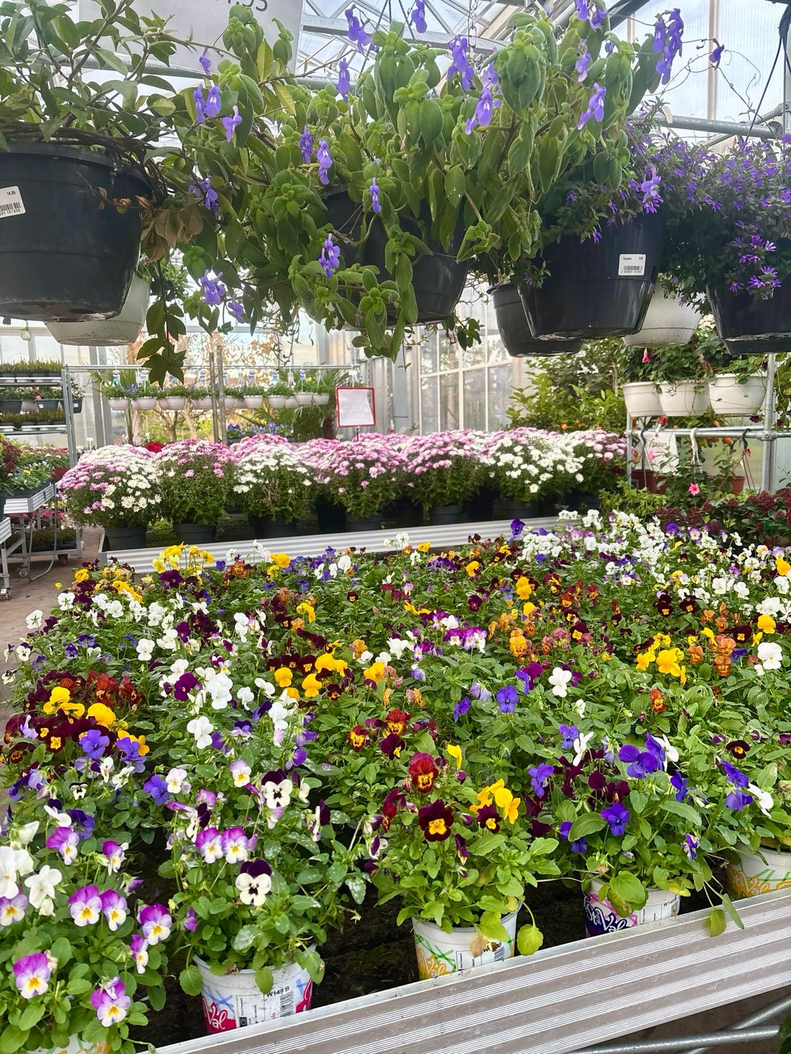 Violen (Festival) OP=OP