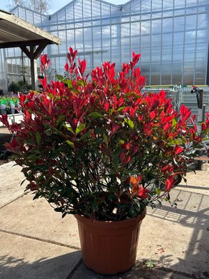 Photinia fraseri 'Carré Rouge' (Glansmispel bol)