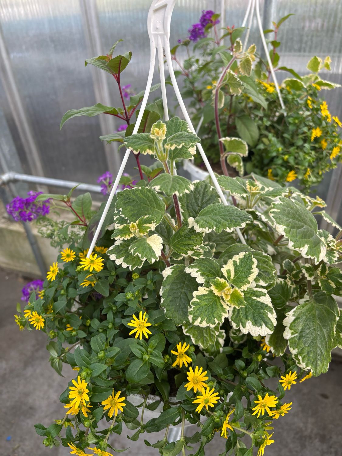 Perk Hangplanten mix