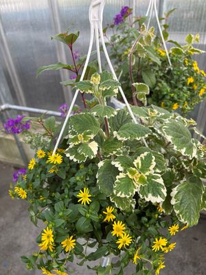 Perk Hangplanten mix
