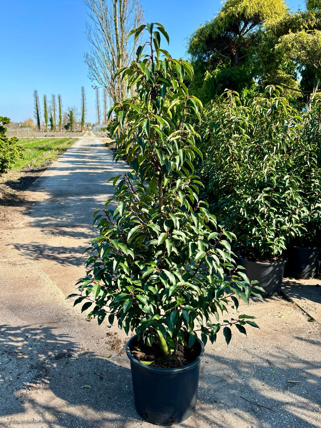 Prunus lusitanica 'Angustifolia' (Portugese laurier) volle struiken OP=OP