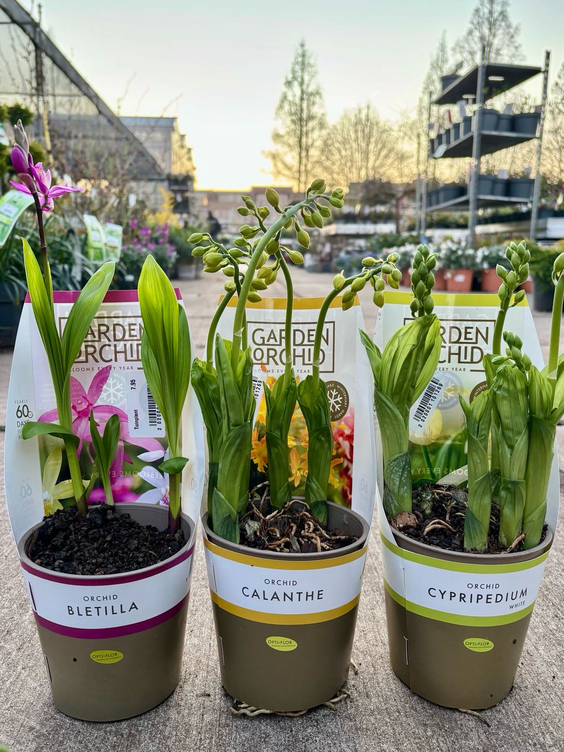 Orchidee tuin (garden Orchid) verschillende soorten OP=OP