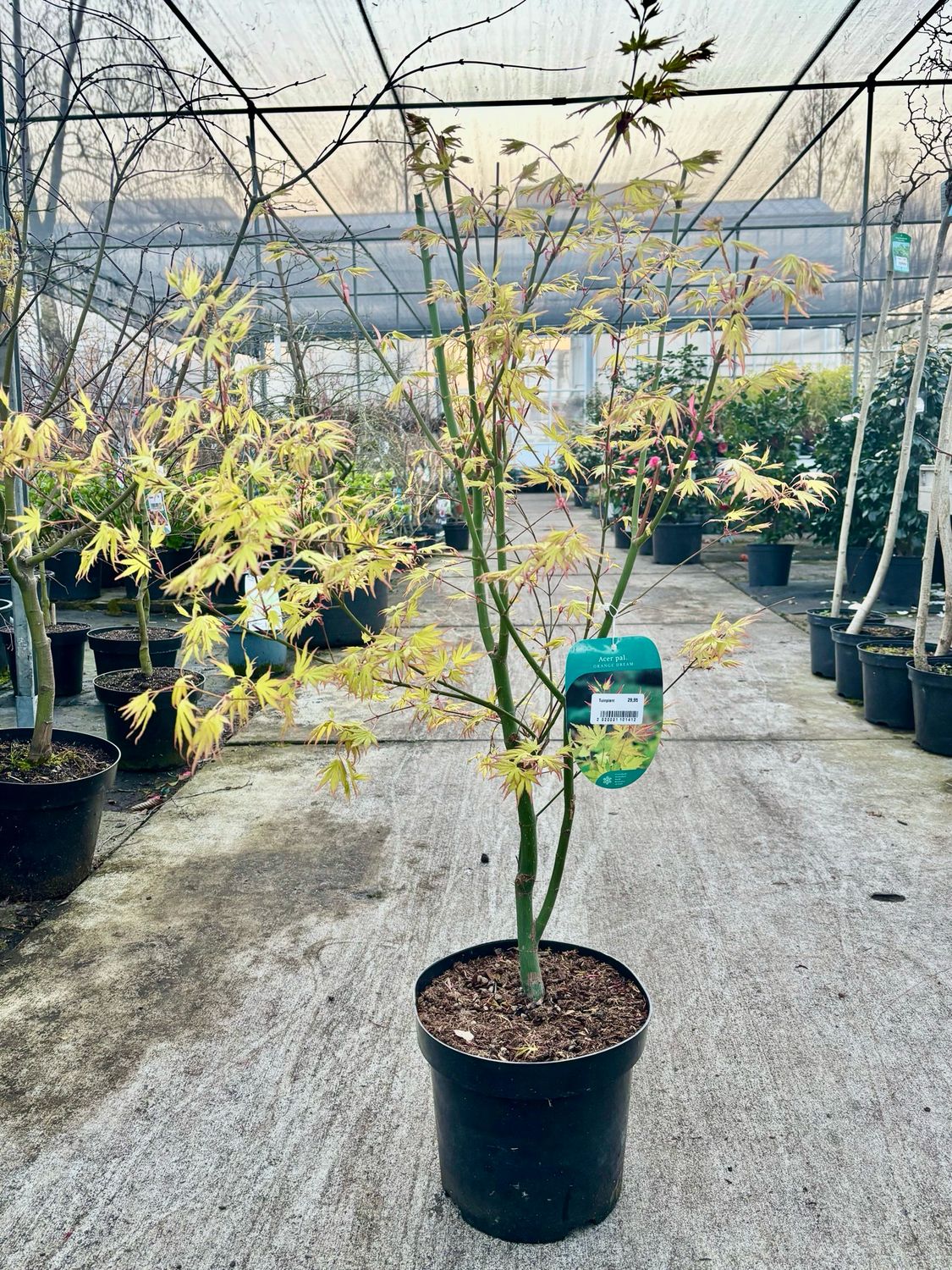 Acer palmatum ‘Orange Dream’ (Japanse Esdoorn) OP=OP