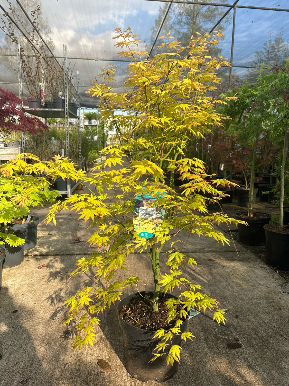 Acer palmatum ‘Orange Dream’ (Japanse Esdoorn) OP=OP