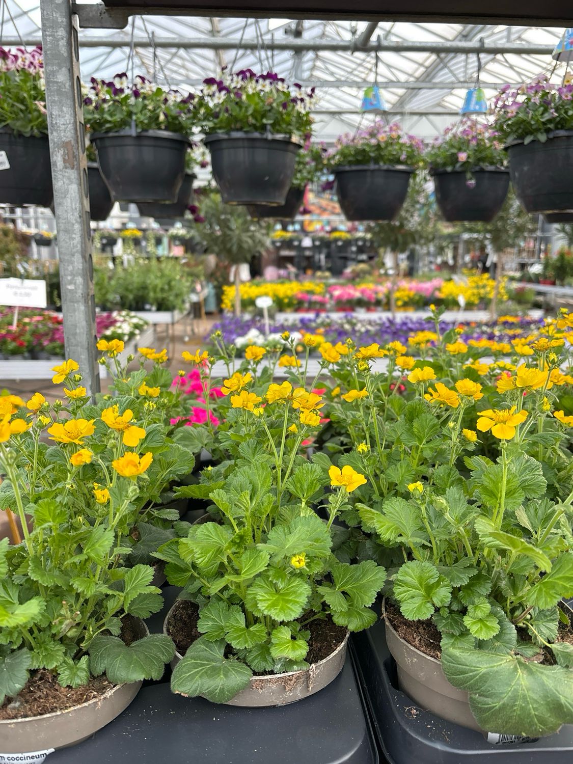 Geum (Nagelkruid) geel 4 voor €10 OP=OP