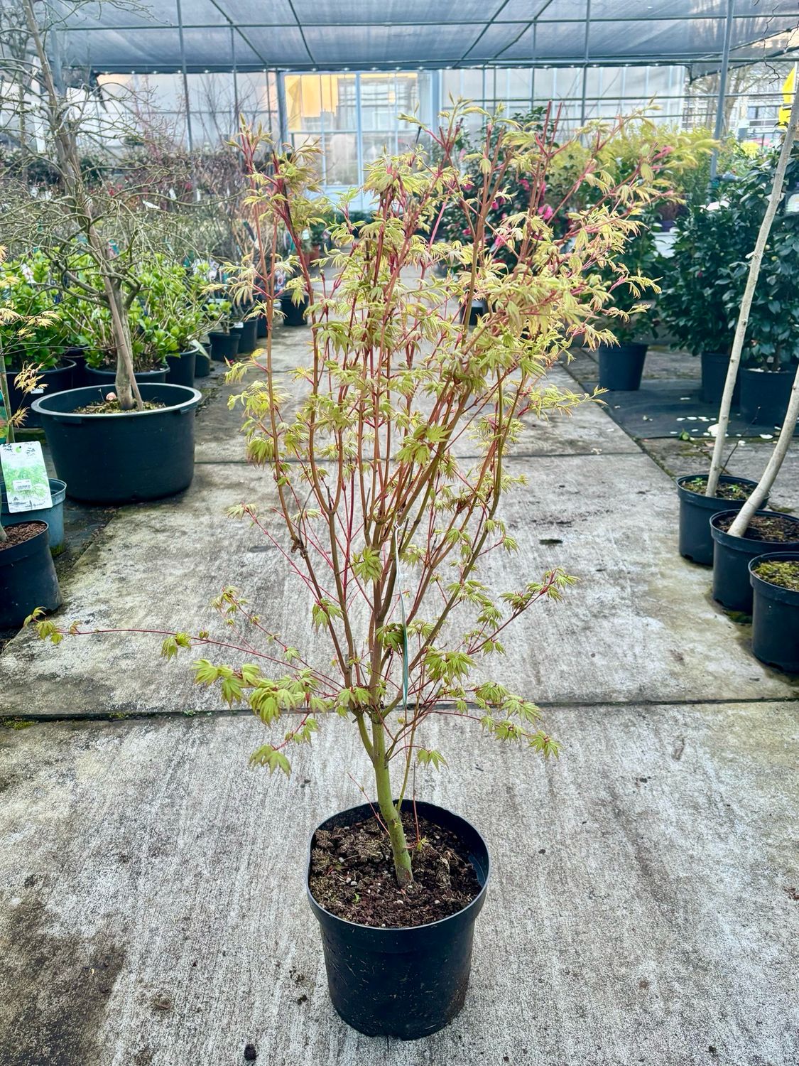 Acer palmatum ‘Sangokaku’ (Japanse Esdoorn) OP=OP