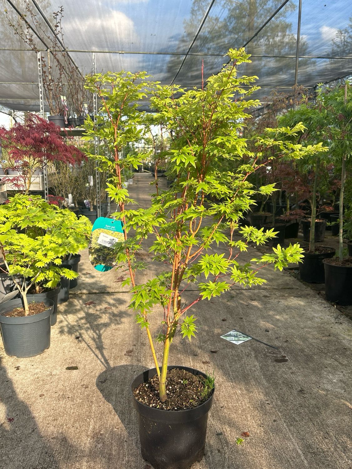 Acer palmatum ‘Sangokaku’ (Japanse Esdoorn) OP=OP