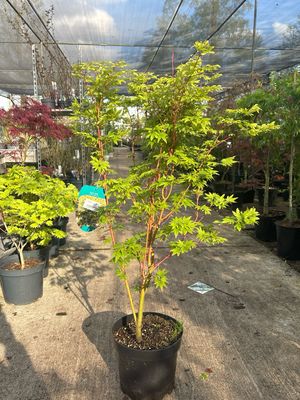 Acer palmatum ‘Sangokaku’ (Japanse Esdoorn) OP=OP