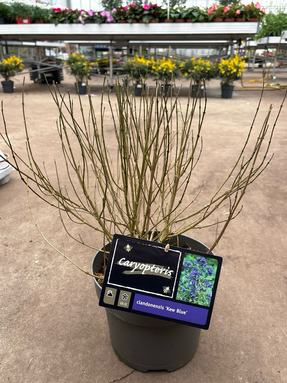 Caryopteris clandonensis ‘Kew Blue’ (Blauwbaard) OP=OP Caryopteris clandonensis ‘Kew Blue’ (Blauwbaard) OP=OP