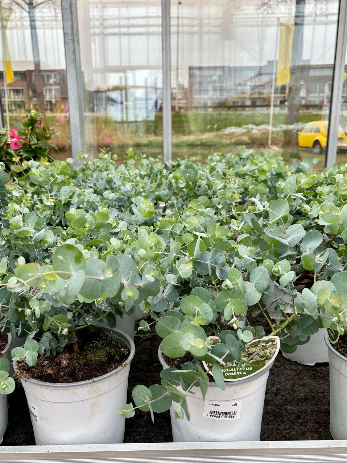 Eucalyptus Cinerea (Gomboom) OP=OP