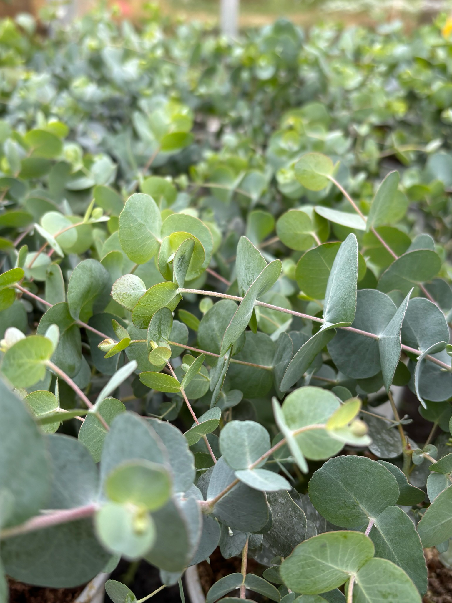 Eucalyptus Cinerea (Gomboom) OP=OP