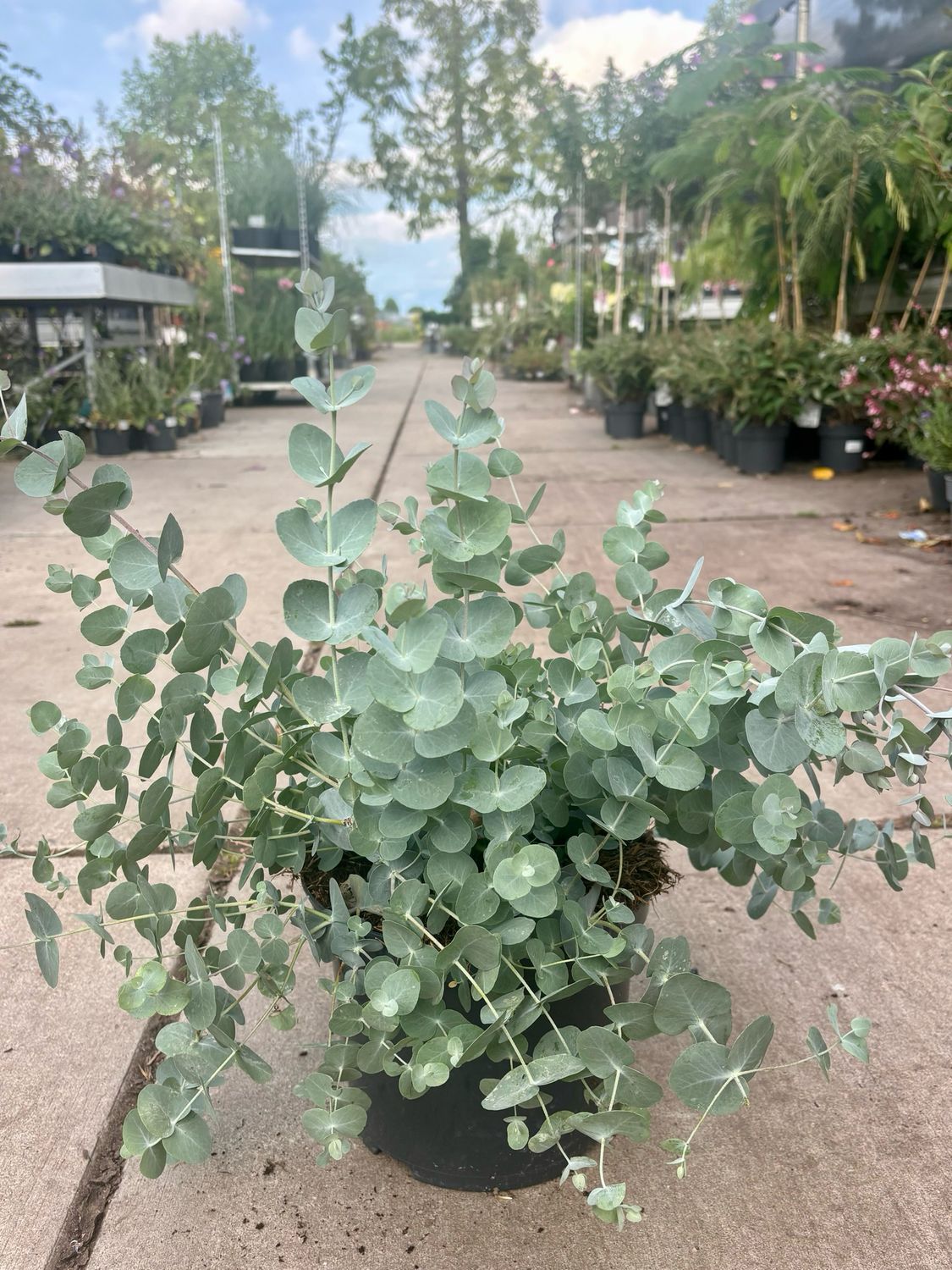 Eucalyptus (Gomboom) OP=OP