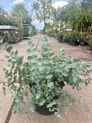 Eucalyptus (Gomboom) OP=OP Eucalyptus (Gomboom) OP=OP