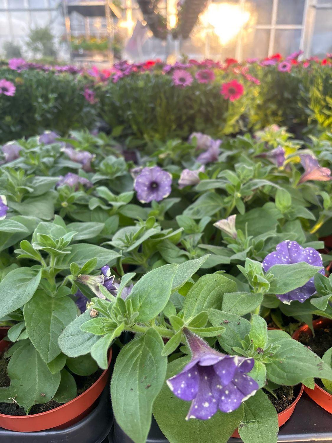 Petunia (Perkplanten) OP=OP