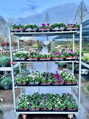 Petunia (Perkplanten) 4 voor €5 OP=OP