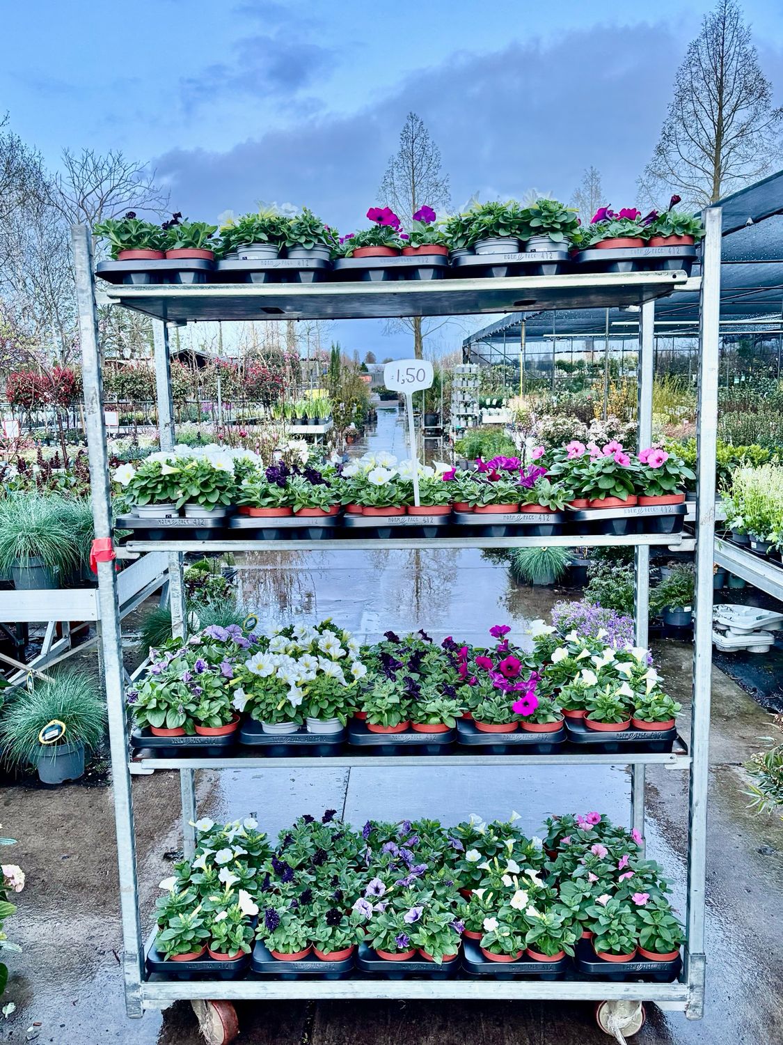 Petunia (Perkplanten) 4 voor €5 OP=OP