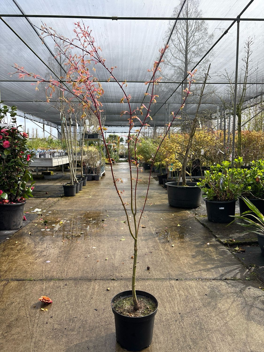 Acer palmatum kogane nishiki (Japanse Esdoorn) OP=OP