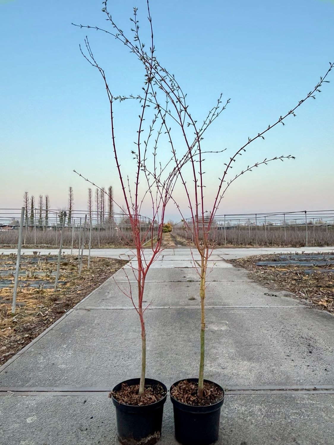 Acer ‘Sangokaku’ Japanse Esdoorn OP=OP Acer ‘Sangokaku’ Japanse Esdoorn OP=OP