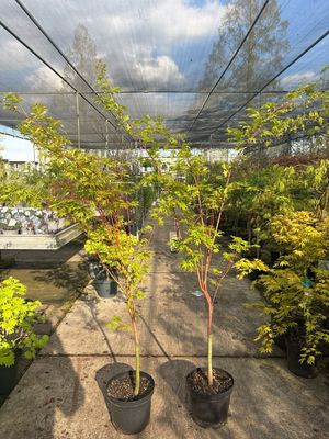 Acer ‘Sangokaku’ Japanse Esdoorn OP=OP