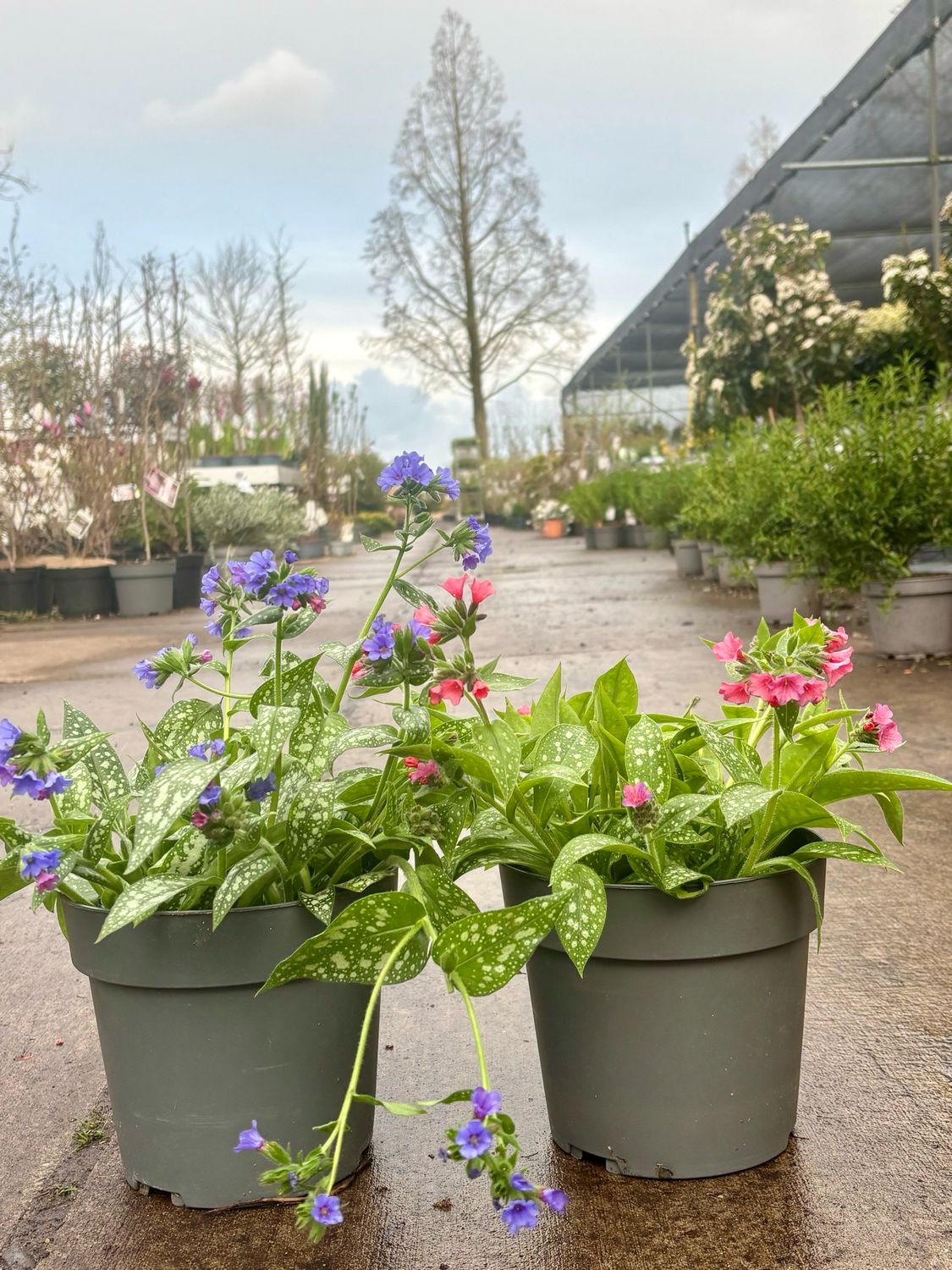 Longkruid (Pulmonaria) 2 soorten  OP=OP