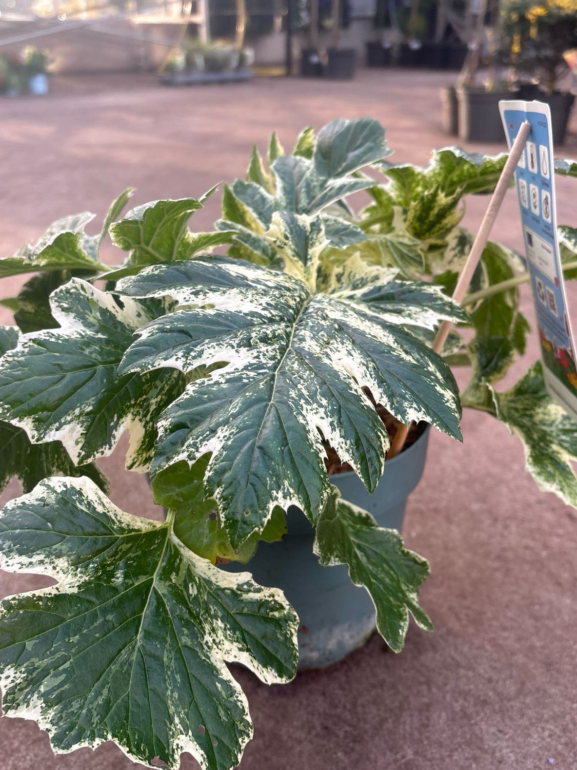 Acanthus   (Zachte acanthus) OP=OP